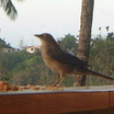 Bare-eyed Thrush